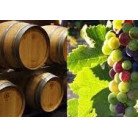 VITICULTURE ET VINIFICATION